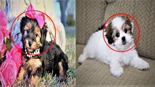 Top 5 Cutest Hybrid Dog Breeds - Best Five Cutest Hybrid Dog in the World