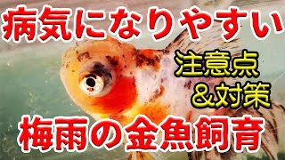 梅雨の湿気に要注意【六月金魚飼育】