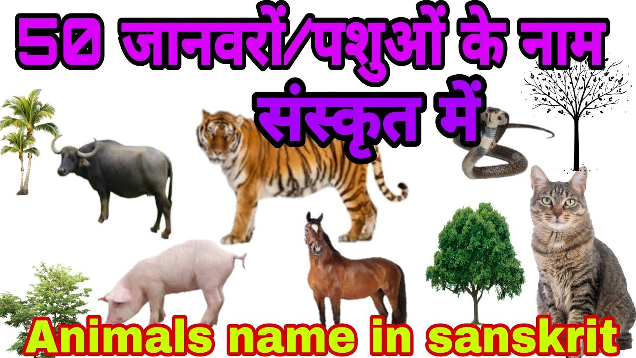 50 Animals Name In Sanskrit/पशुओं/जानवरों के नाम संस्कृत में/Animals ...