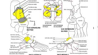 OS ET ARTICULATION DU PIED