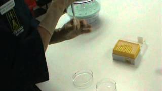 BioScience Laboratories ASTM E 2197-02 -- Step One -- Inoculation.wmv