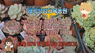 대구성암다육농원 8월 마지막주 신입생들  -  2편 이스트렐라와 아가들