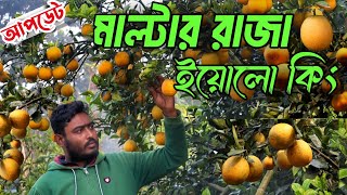 মাল্টার রাজা ইয়োলো কিং|| হলুদ মাল্টা|| অস্ট্রেলিয়ান হলুদ মাল্টা || malta framing in Bangladesh