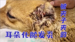 2023-3-10 Stray dogs rescue in Shanxi China 狗肉车上救下的看门狗耳朵腐烂了，我去抱它区医院咬了我一口。