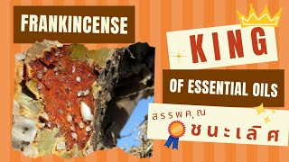 Frankincense​ King of Essential Oils | Aromalism by Opal