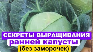 СЕКРЕТЫ выращивания РАННЕЙ КАПУСТЫ ( без заморочек) .