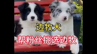 逛农村大狗市，帮粉丝挑选边牧犬，真的很漂亮，快来看看吧