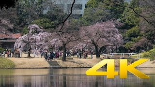 First Sakura at Koishikawa Korakuen Garden - Tokyo - 小石川後楽園 - 4K Ultra HD