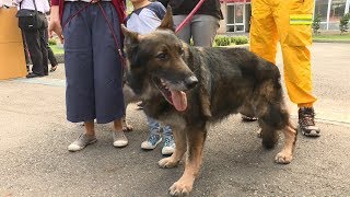 感念搜救犬辛勞 高市消防局立碑追思 20180307 公視中晝新聞