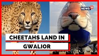 Kuno National Park | Cheetahs | 12 Cheetahs Landed At Air Force Station Gwalior | English News