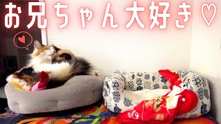 甘えん坊の北欧猫が大好きな保護猫のベッドに無理矢理入り込んでいました…【シャム猫/シャムミックス＆ノルウェージャンフォレストキャット】