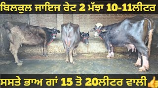 ਜਾਇਜ ਰੇਟ 2 ਮੱਝਾ ਅਤੇ 1 ਗਾਂ ਵੀਕਾਓ। Buffalo and cow for sale/vadiya farm/2-2-25