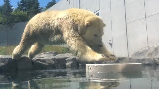 20220817:今日の円山動物園