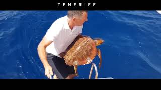 Short finned Pilot Whales, Cetaceos in the South of Tenerife,Wale, walvissen, baleines.