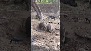 Wild boars can be dangerous if you mess with them 🐗😲😂 ##wildanimals #funny #animals #shorts