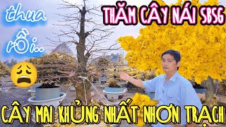 Xem hoa 3 cây mai Mạnh Hùng đau đầu ngày lặt lá loạt tứ quý vip nhất Nhơn Trạch ghép từ cây đầu dòng