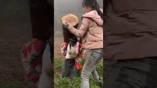 也许只有经历过的人才会懂的无奈和心酸吧你不努力谁 #country #rural #countrygirl