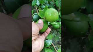 Desi lemon harvesting #harvest #shorts #gardening