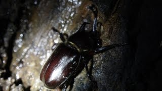 (4K)クワガタ採集2014.6.26 - カブトムシ雄・雌 Japanese Rhinoceros Beetle