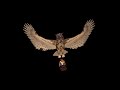 Owl with Lamp - Flying Loops & Transitions