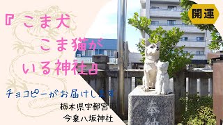 猫も犬も家族だから　今泉八坂神社