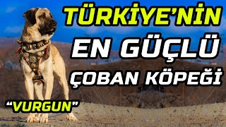 KIRIKKALELİ 'MÜDÜRLER' ve EFSANE VURGUN'UN YAVRULARI!