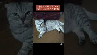 保護猫トライアル2日目