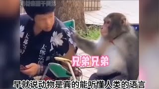 100. 早就说动物真的能听懂人类的语言，猫咪想吃肉肉，主人要求