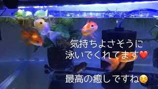 ざっくり紹介しちゃいます（金魚水槽）#金魚 #オランダ獅子頭