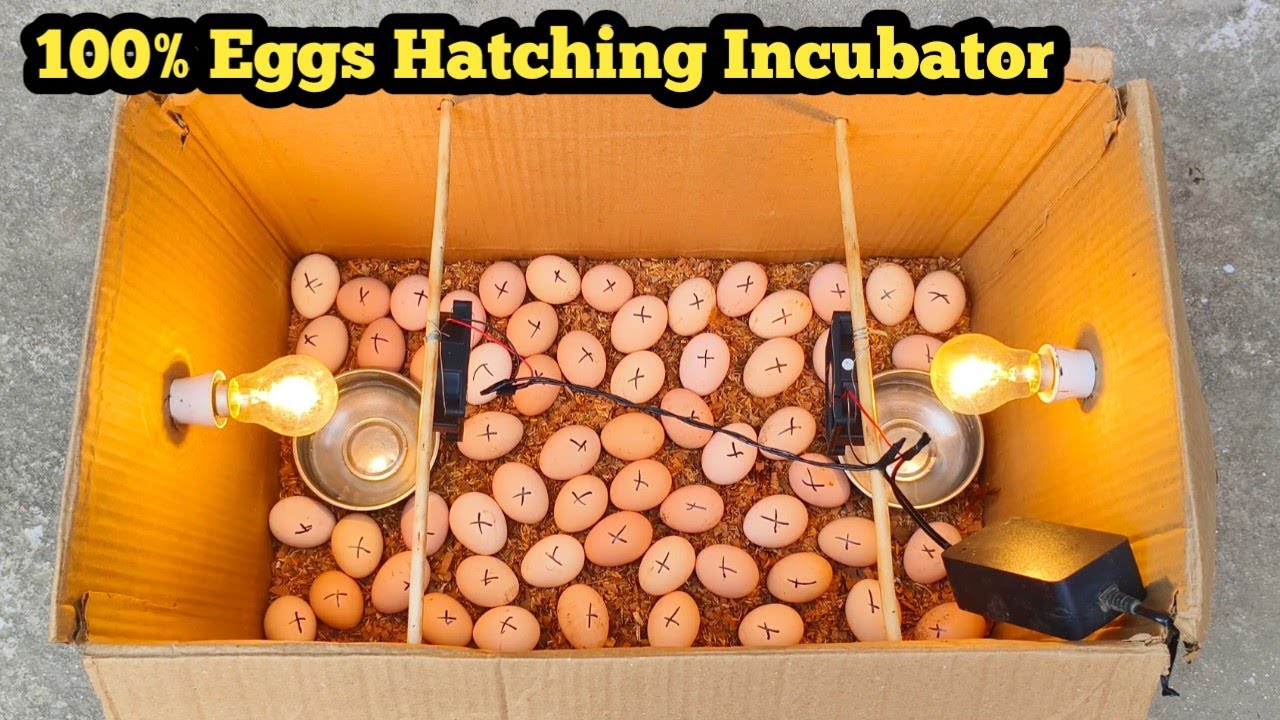 Homemade Chicken Egg Incubator