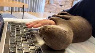 腕にあまりにも抱きついて来過ぎて飼い主に何もさせないカワウソ Otter that comes too close to the arms to let its owner do anything.