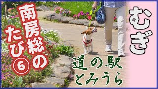 【わんこ】南房総の旅をびわソフトで締めくくったジャックラッセルテリアのむぎの巻【犬動画】