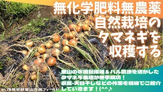 無化学肥料無農薬自然栽培のタマネギを収穫する【里山再生・土壌改善・里山体験受付中・ハル農法・自然栽培・無農薬・無化学肥料】