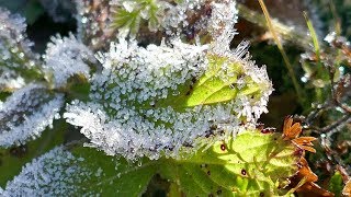 【自然の芸術】霜の溶ける様子を観察する①