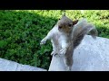 Squirrel shows her excitement in the most adorable way