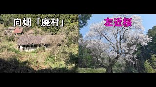 山口県岩国市　向畑の廃村と左近桜