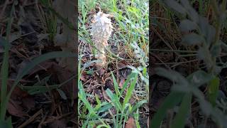 Essential Guide for Hunters: Identifying and Handling Shaggy Mane Mushrooms #villagelife