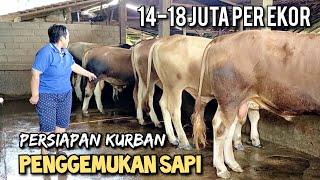 Penggemukan sapi persiapan kurban 14-18 juta per ekor