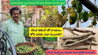 దొండ కటింగ్ తో కాయలు కోసే వరకు ఎలా పెంచాలి? Growing Ivy Gourd from Stem Cuttings - Here's How!