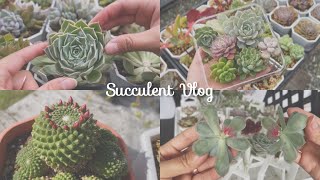 【多肉日記Succulent Vlog🌵01】蓮座景天如何砍頭｜多肉砍頭繁殖紀錄｜多肉砍到剩莖還可以活嗎？｜多肉植物｜多肉葉孵｜Succulent propagation|