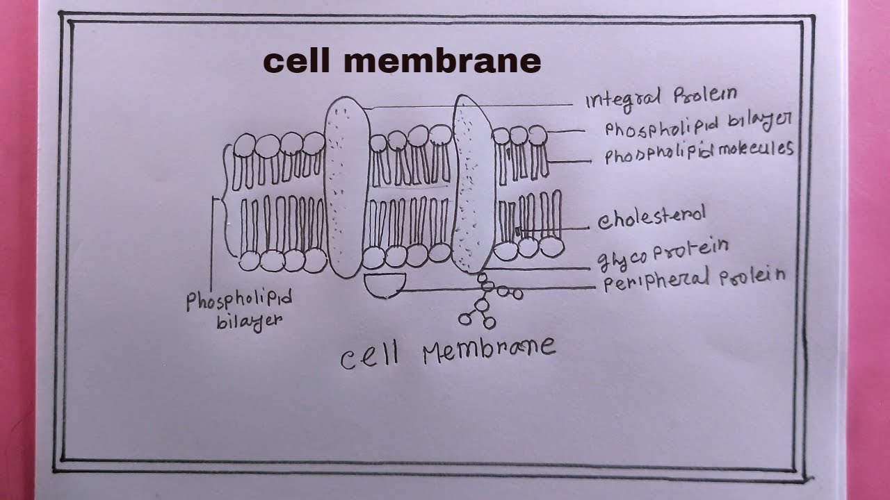 How To Draw And Label Cell Membrane Infoupdate Org