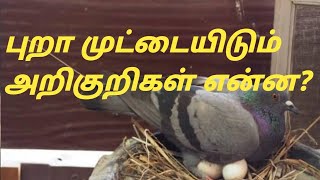 புறா முட்டையிடும்  அறிகுறிகள் என்ன? #pura #புறா#piegion laying eags