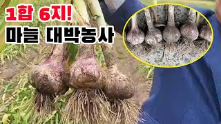 뿌리가 건실한 마늘, 양파 농사 (23년 5월 현장점검)