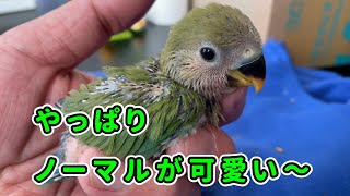 【コザクラインコ】孵化してからの成長記録。素上げした雛さんが可愛いすぎる！