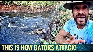 GATOR ATTACKS in Florida are AVOIDABLE!