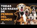 ESTAS SON LAS 354 RAZAS DE PERROS DEL MUNDO