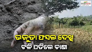 ଉଜୁଡା ଫସଲ ଦେଖି ଟଳି ପଡିଲେ ଚାଷୀ | Jajpur | Khabar Odisha