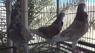 Italian Owl Pigeons