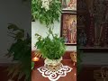 samayapuram mariamman pooja at home adipoojai samayapurammariamman ammanpoojai