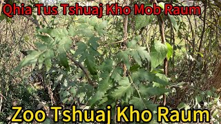 Qhia Tus Tshuaj Kho Mob Raum - Kho Zoo Mob Raum - TOP1